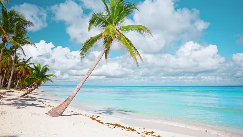 Dominican Republic coastline background with bright palm trees on white sand. Palm trees of a tropical beach near the turquoise sea on a summer sunny day on a paradise island. Relaxation at sea. - Powered by Shutterstock - Get 15% off with code: PIKWIZARD15