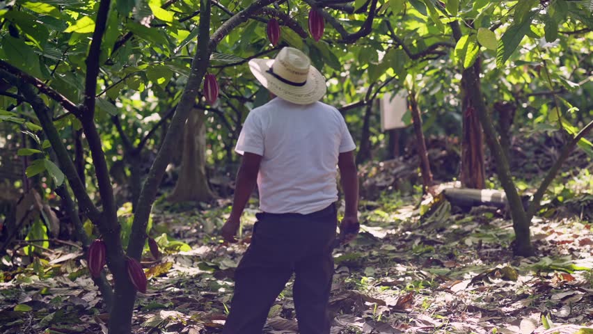 Farmer visits the cocoa plantation and checks the fruit of the trees.

