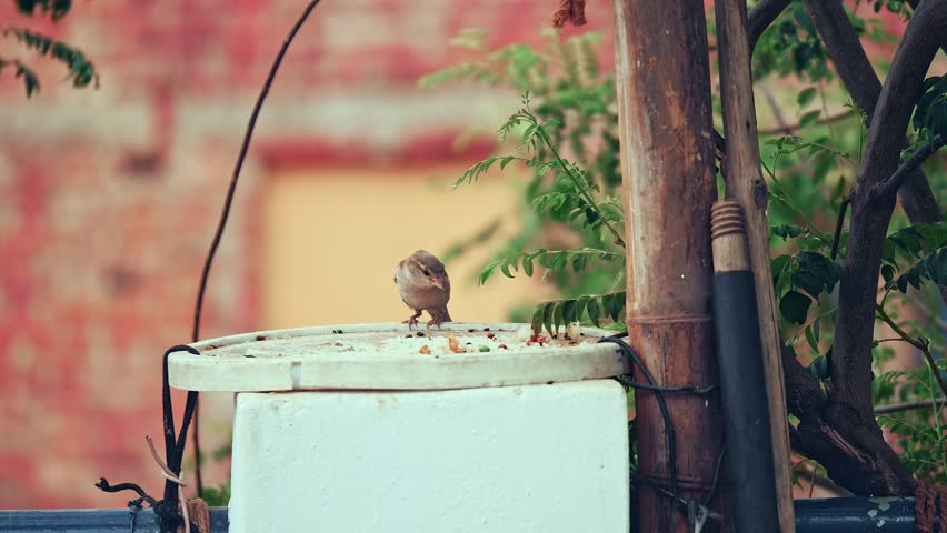 Indian house sparrow feeding rice,
