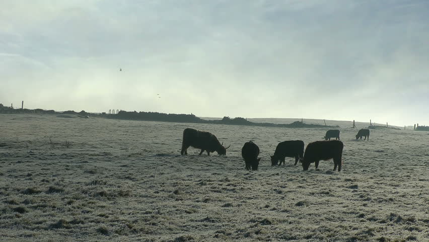 Cattle Grazing Winter Landscape