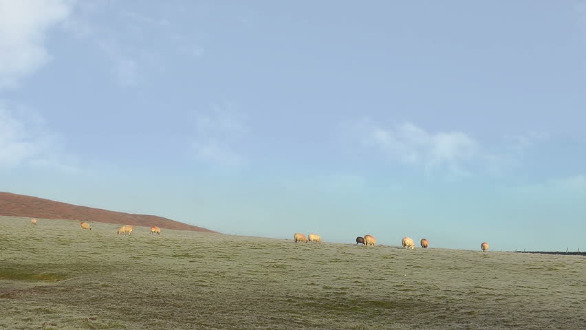 Sheep Grazing Countryside Landscape 