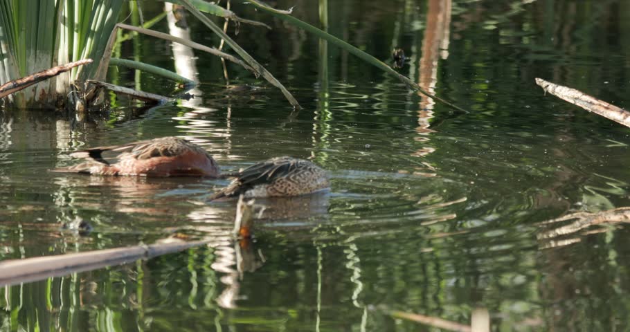 Blue-winted and Cinnamon Teal Pair Teals Ducks Foraging Dabbling in Spring