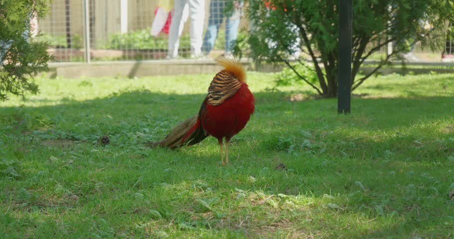 Sitting in the grass, a bright pheasant cleans its feathers. A male pheasant with bright plumage grooms himself in a zoo enclosure. Golden pheasant in the zoo.
