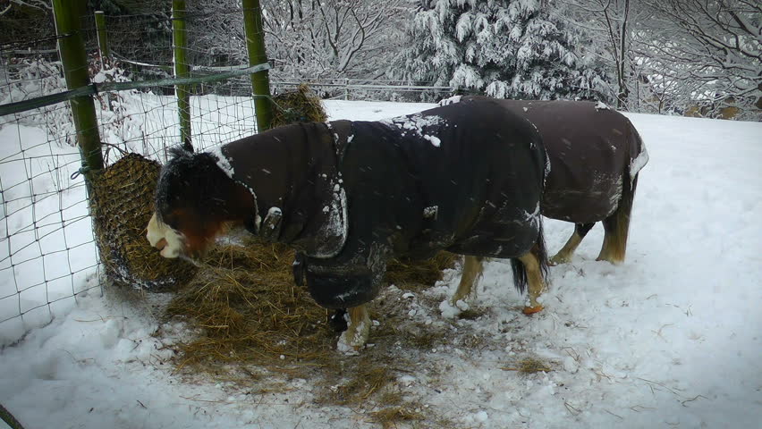 Two Ponies are feeding on hay on a cold snowy day