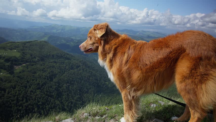 A Nova Scotia Duck Tolling Retriever dog stands on a grassy hilltop, overlooking a vast, green valley and distant mountains under a cloudy sky