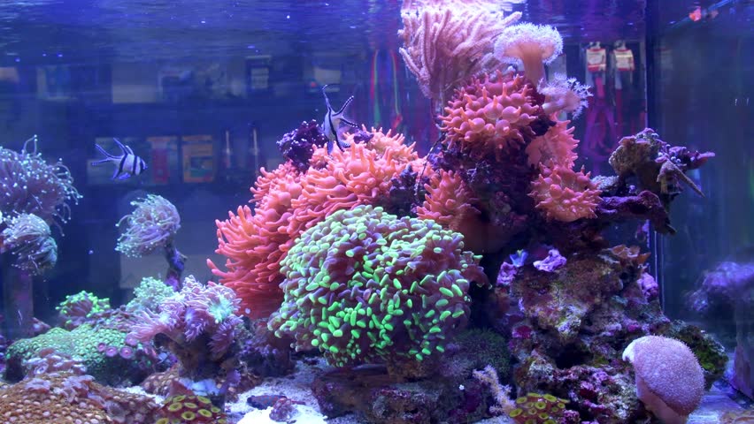 A marine aquarium full of exotic corals and fish. Banggai cardinal fish, powder blue tang, anemone, clown fish and mandarin fish swimming in live environment full of colors.