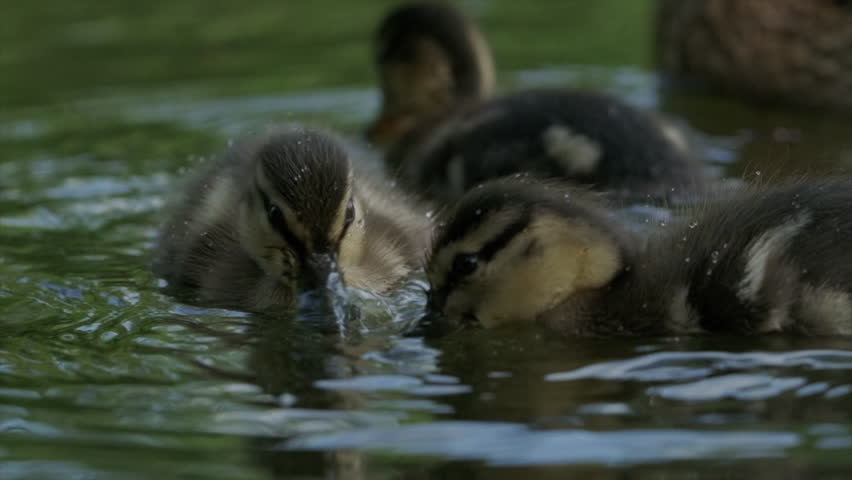 Ducklings foraging for food in the water
