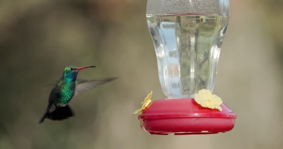 Broad-billed Hummingbird Male Drinking Feeding Nectaring at Feeder Slow Motion