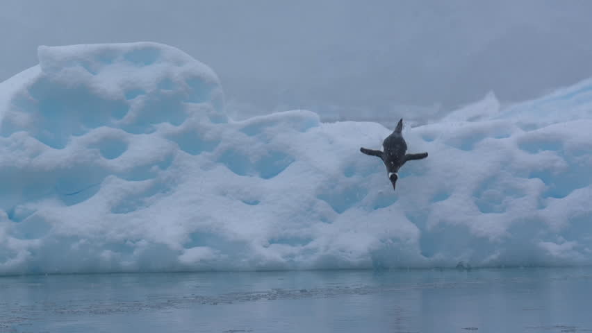 Antarctic Chinstrap Penguin Jumping Into Cold Ocean Water From Iceberg, Slow Motion