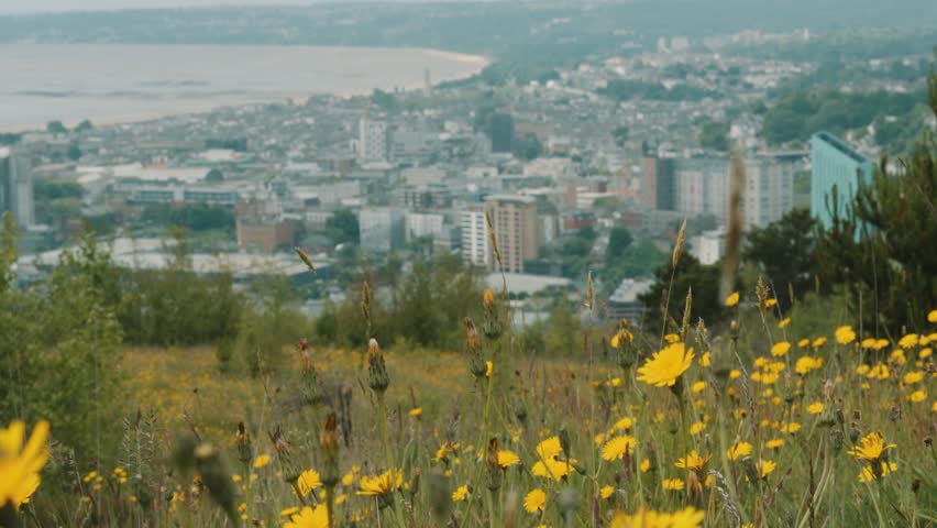 View of Swansea City with Yellow Flowers and Long Grass in Foreground