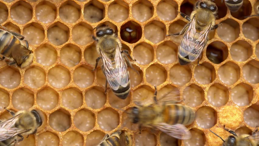 The bees use the cells to house the brood, eggs, larvae, and pupae
