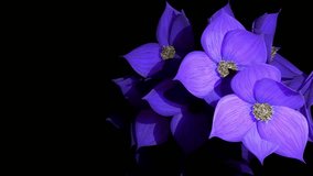 abstract flower tendrils, 3d rendering, black background - Powered by Shutterstock - Get 15% off with code: PIKWIZARD15