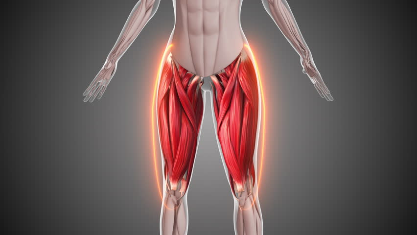 Animation of the thigh muscles