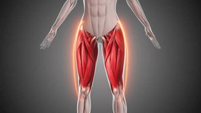Animation of the thigh muscles - Powered by Shutterstock - Get 15% off with code: PIKWIZARD15