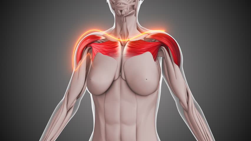 Animation of the shoulder muscles