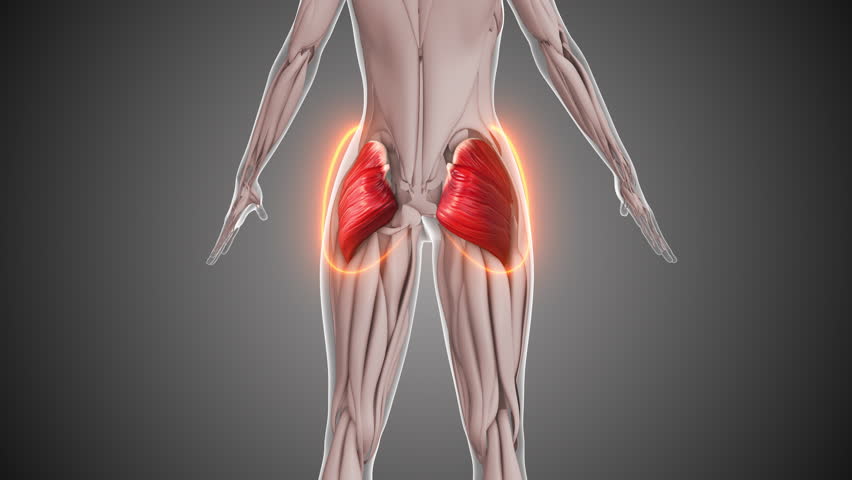Animation of the gluteus muscles
