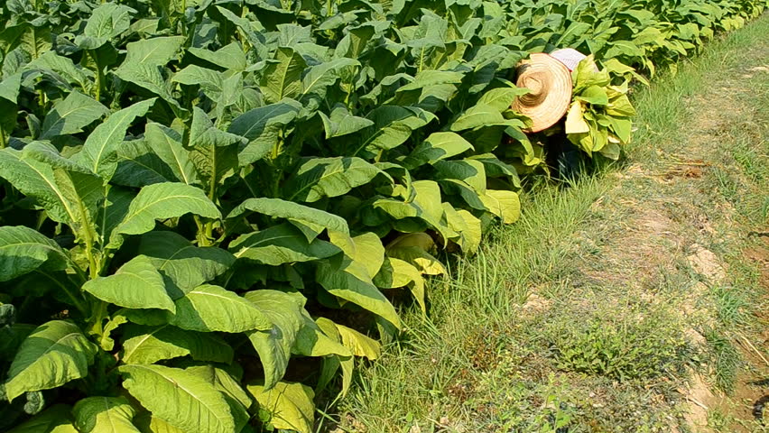 Farmer harvest tobacco leaf in farm plant