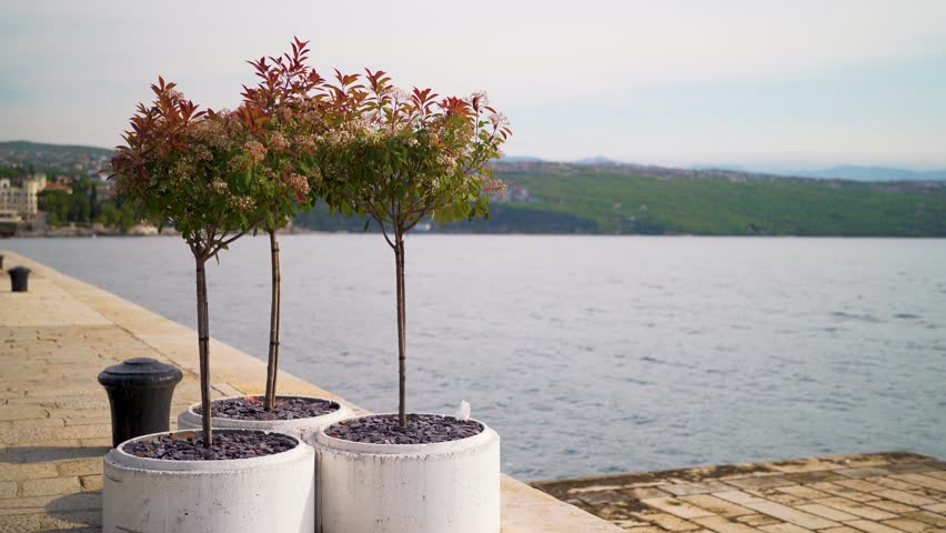 Trees in flower pots at shore of Mediterranean Sea