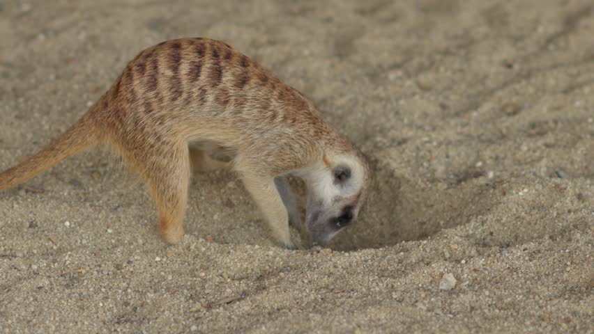 Meerkat or Suricata suricatta digs in sand with front paws clearing a hole
