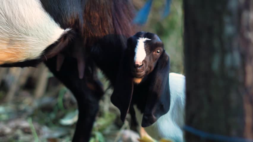 Black White Fur Baby Goat Kid with Her Mother in Cattle Panel Stall in Afternoon