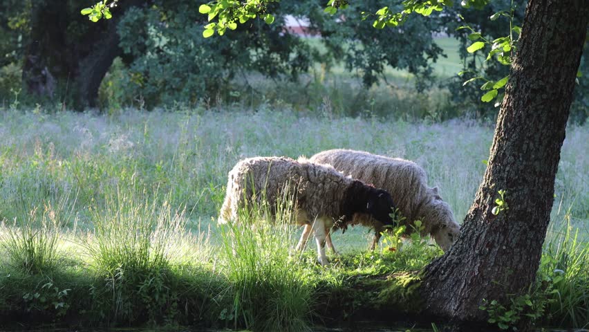 Stockholm, Sweden Sheep walking in a misty forest in a public park. 