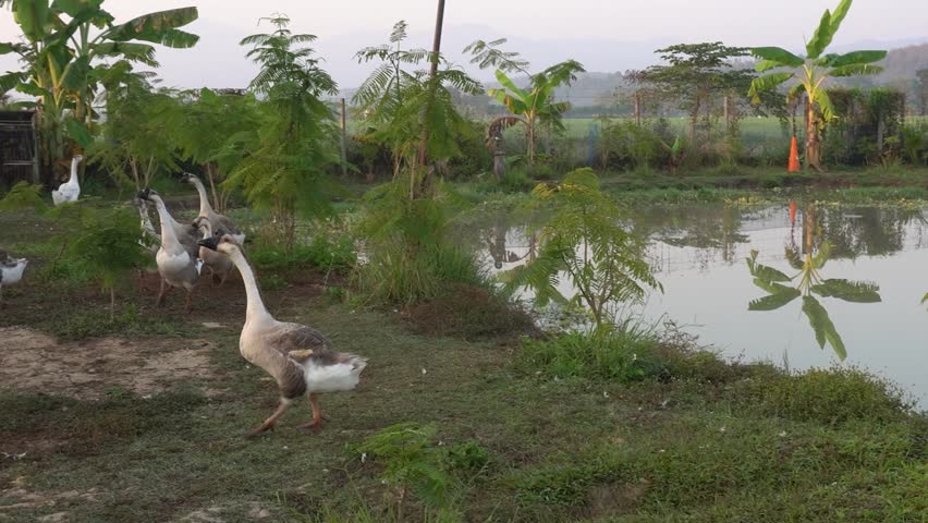 agriculture animal duck goose rural farm