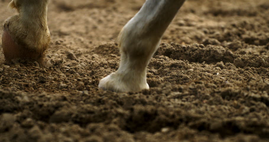 Super slow motion macro of purebred white horse legs during running exercises for competition of horse racing on a riding hall with flying grains of land at 1000 fps.