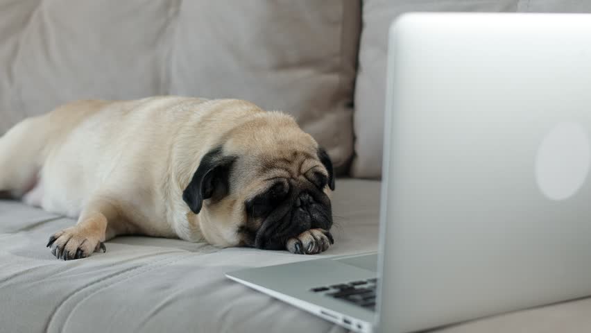 Tired, sleepy cute pug lies with a laptop