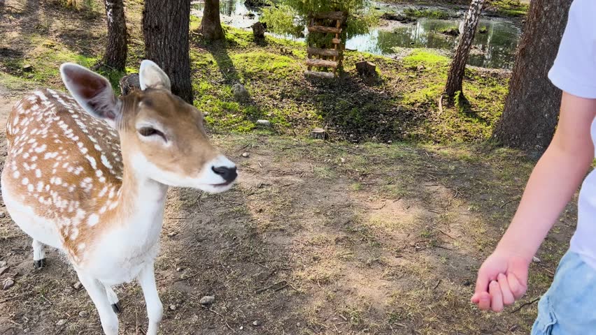 Boy petting friendly European doe posing for camera