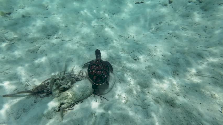 Tilt up sea turtle underwater, from from bottom to surface, crystal caribbean sea