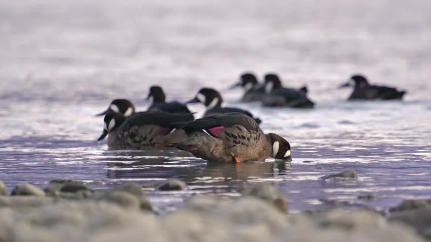 Close-up of spectacled duck family on Patagonian lake shore, Argentina