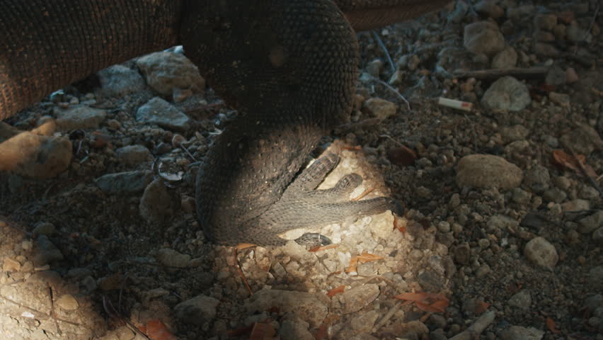 Komodo Dragon. Foot of the The Komodo dragon, Varanus komodoensis. Lizard walks on the dry land on the island of Komodo in Indonesia and steps on the rocks