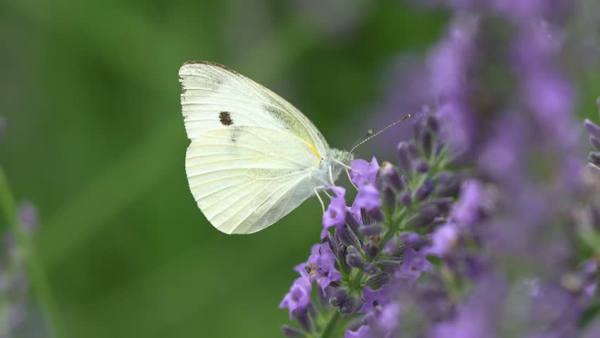 White butterflies gathering on lavender flowers