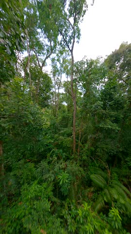 Cinematic FPV flight through green tropical forest in Thailand