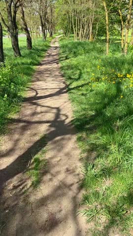 Road In The Forest, Walk In The Forest, Summer, Sun. Green field. Vertical Video, Slow Motion. 
