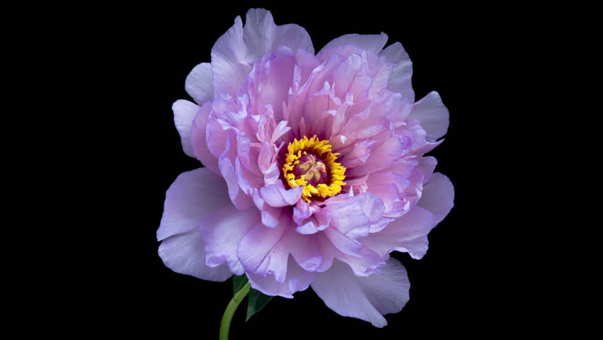Amazing violet Peony flower background. Trend colour 2022 Wedding backdrop, Valentine's Day concept. Mother's day, Holiday, Love, birthday
