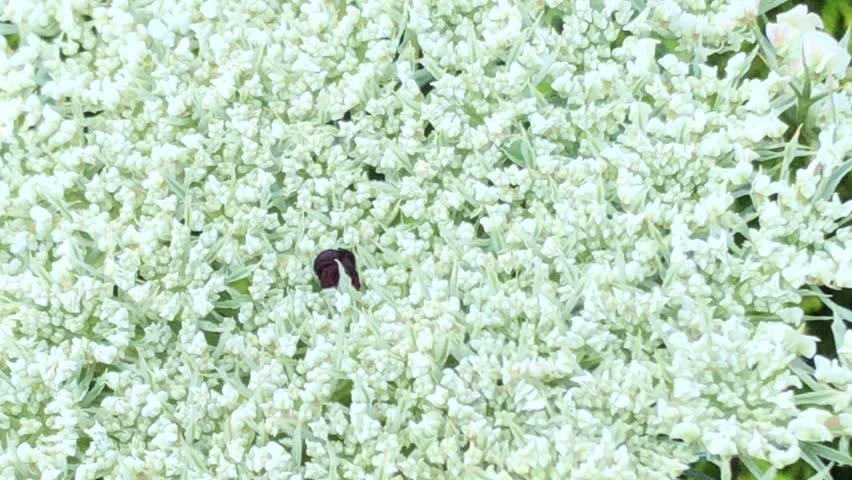 wild carrot with flower and black point, macro of the flowers