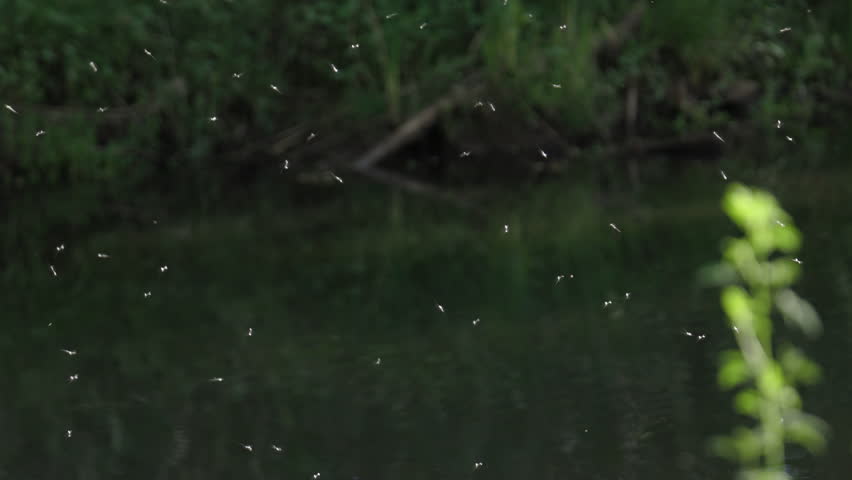 Mosquito Swarm in Slow Motion