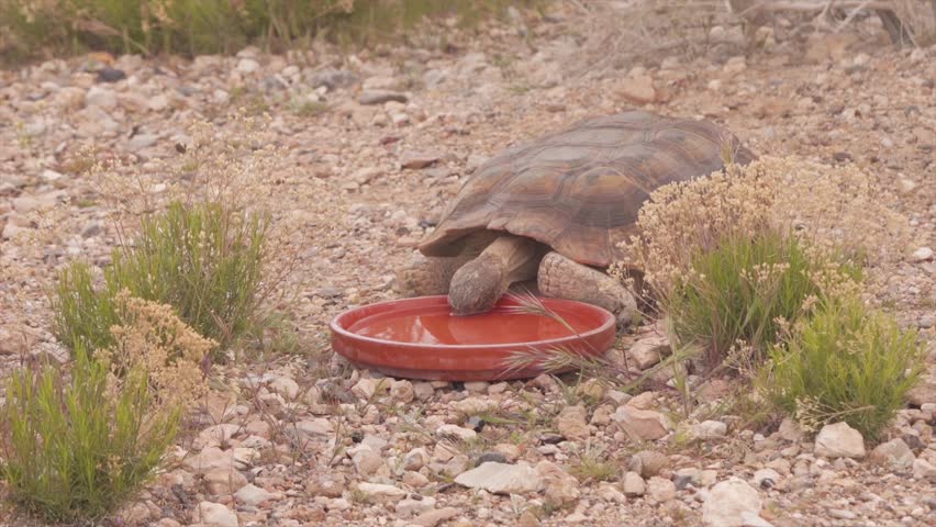 Desert Tortoise (Gopherus agassizii) at Red Rock Canyon After Hibernation - Zoom Out