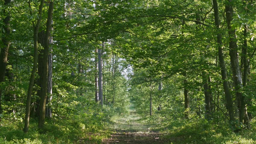 Path in beautiful, green forest on sunny day