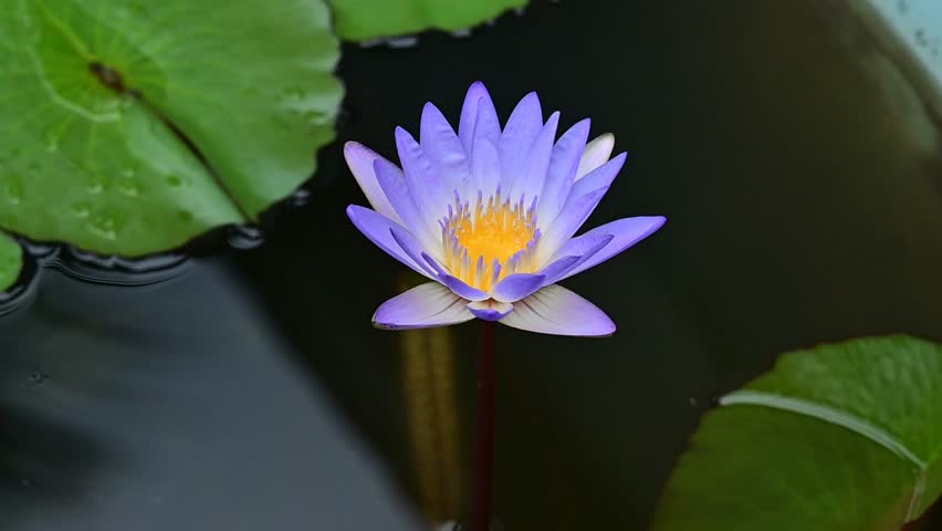 Footage of two water lily (Nymphaea lotus) flowers in a pond.