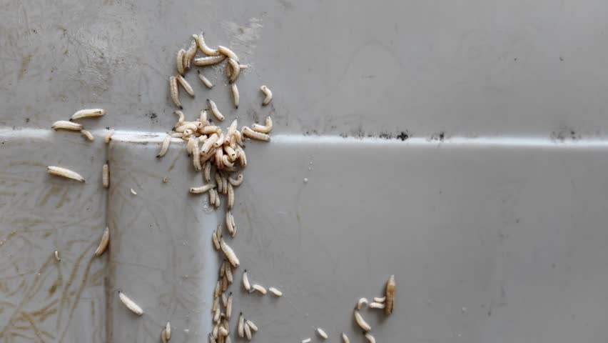 Close up Maggots crawling in the trash bin.