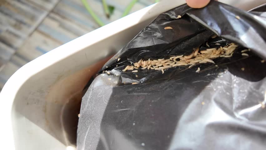 Maggots on garbage bags in trash can.