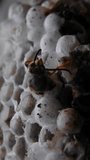 Vertical Full HD low key video close up. Birth process of yellow jacket wasp. Wasp crawls out of egg and moves its whiskers and paws. Vespiary. Vespula vulgaris. Dangerous insect. Birthday concept