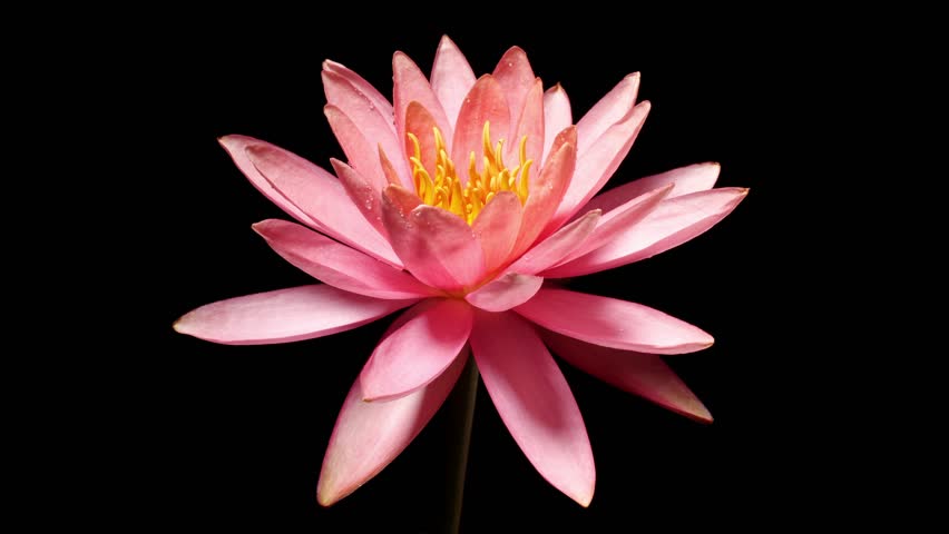 4K time lapse footage of blooming pink water lily flower from bud to full blossom solated on black background, beautiful lotus flower timelapse video close up shot.