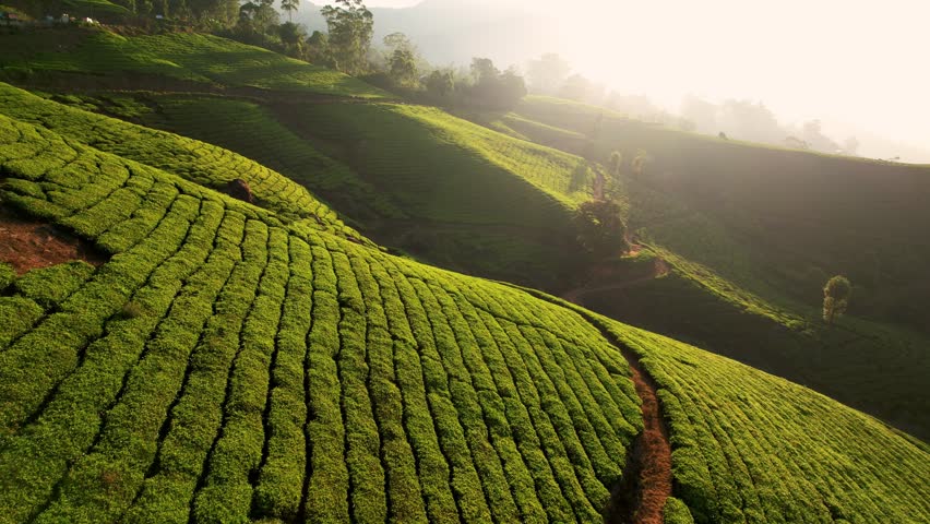 Aerial view of tea plantation at sunset or sunrise, Munnar, India. Green tea terraces, agriculture farm land of traditional village in countryside.