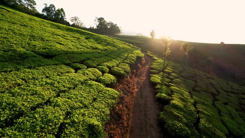 Aerial view of tea plantation at sunset or sunrise, Munnar, India. Green tea terraces, agriculture farm land of traditional village in countryside.