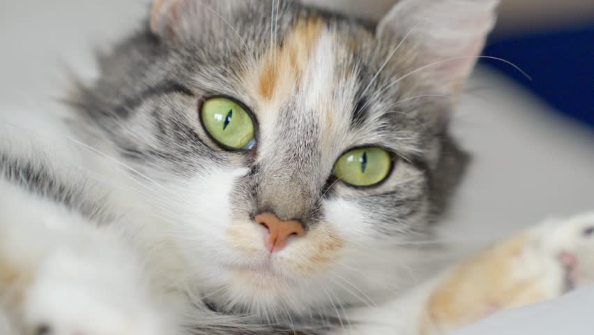 Close-Up of a Calico Cat with Green Eyes