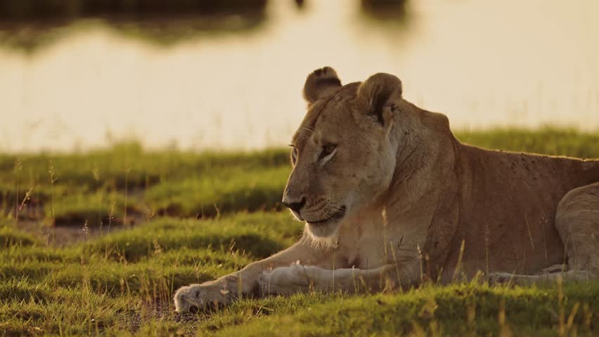 Lion Yawning Showing Teeth at Sunset in Serengeti in Africa, Lioness Doing Yawn, Lions Opening Mouth Open in Serengeti National Park in Beautiful Golden Orange Sunlight Sun Light in Tanzania on Safari