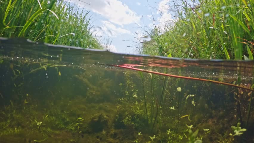 Underwater shots of a small stream, capturing both below and above water. Filmed with a glass dome camera. Clear water, sunny day, slow motion.